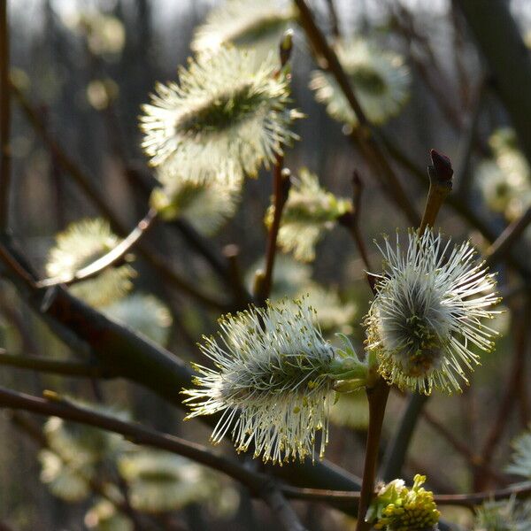 Salix myrsinifolia Kwiat