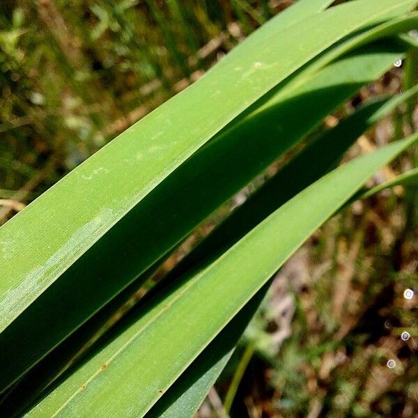 Typha domingensis Leaf