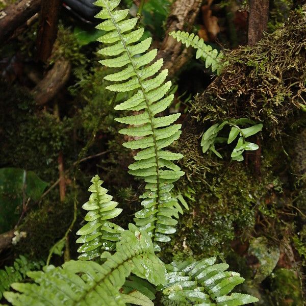 Nephrolepis undulata Leaf