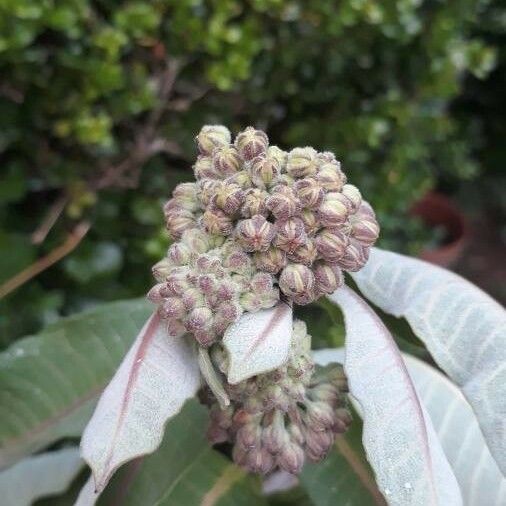 Asclepias variegata Floare