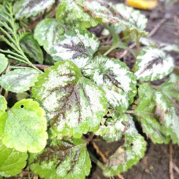 Lamium galeobdolon Blad