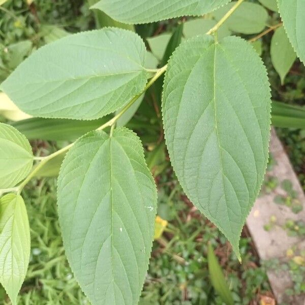 Trema orientale Leaf