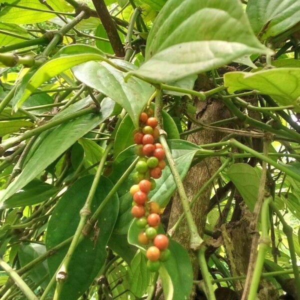 Piper nigrum Fruit