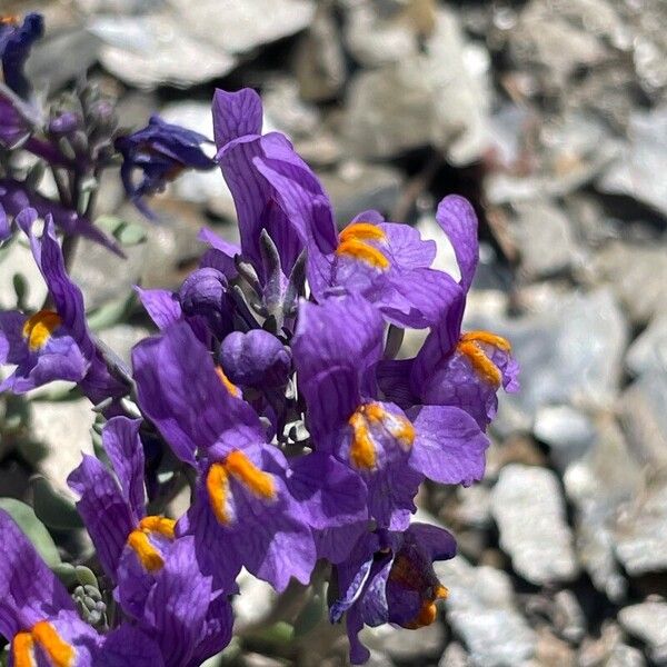 Linaria alpina Žiedas