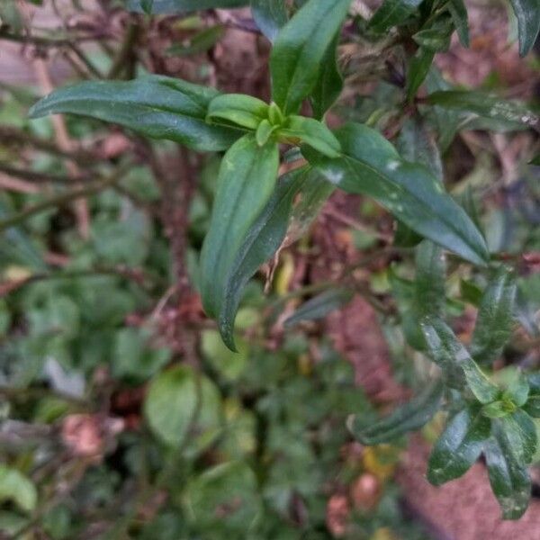 Antirrhinum majus 葉