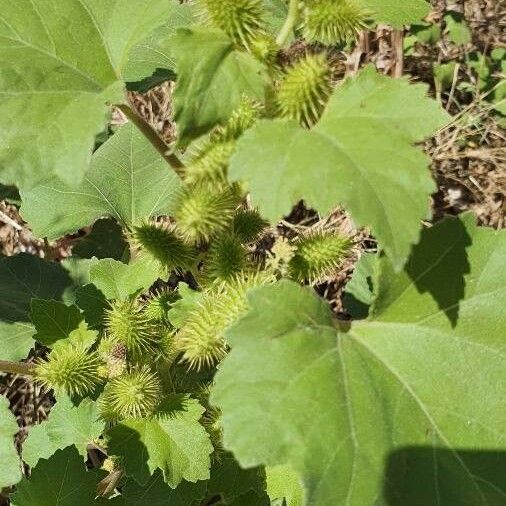 Xanthium strumarium Fruto