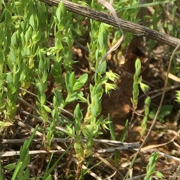 Lysimachia linum-stellatum 花