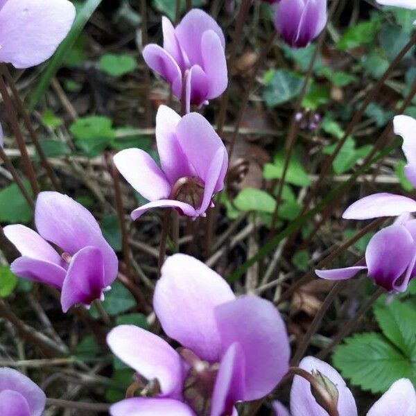 Cyclamen hederifolium Λουλούδι