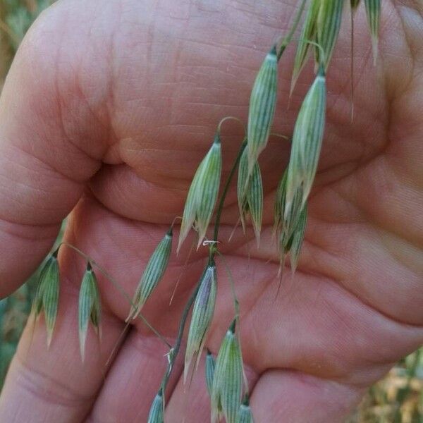 Avena sativa Φρούτο