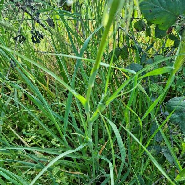 Tragopogon porrifolius Yaprak