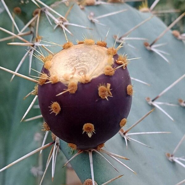 Opuntia streptacantha Fruchs