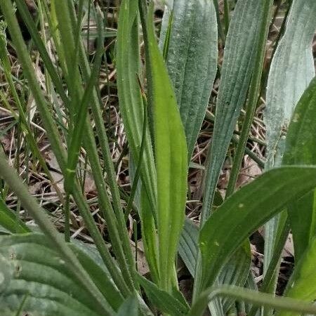 Plantago lanceolata Blatt