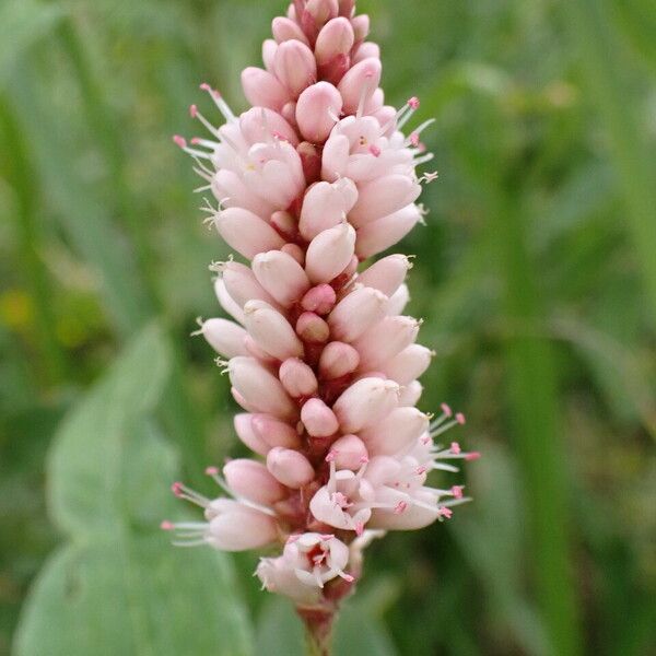 Persicaria amphibia Flower