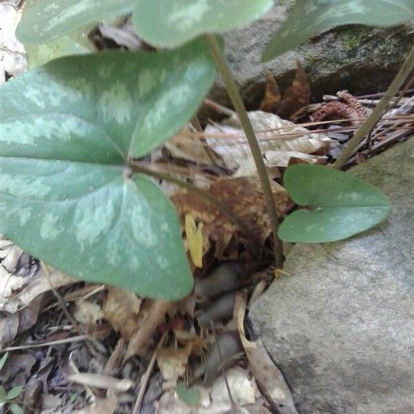 Asarum arifolium പുഷ്പം