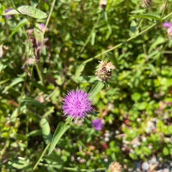 Centaurea nigra Flower