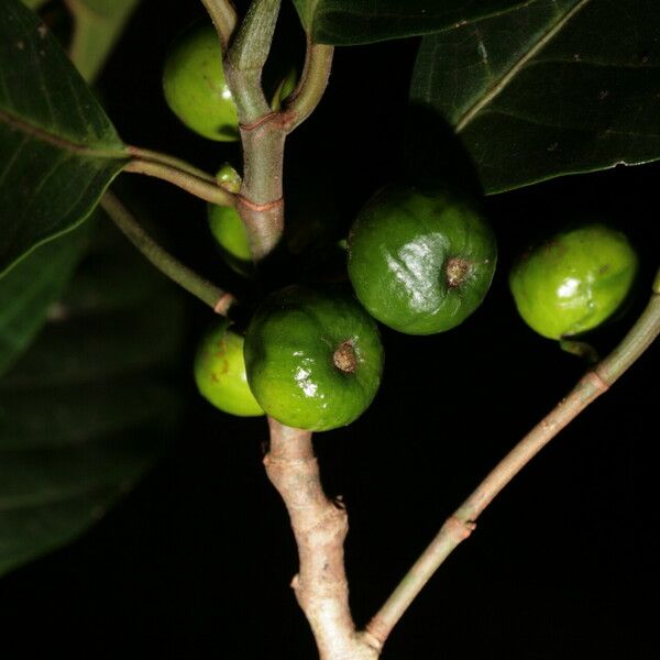 Ficus rubrivestimenta Frucht