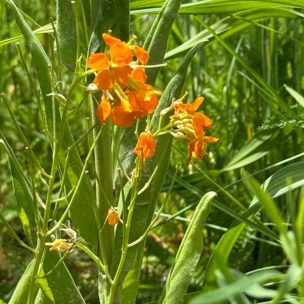 Erysimum virgatum Blomst