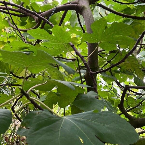 Ficus palmata Yaprak