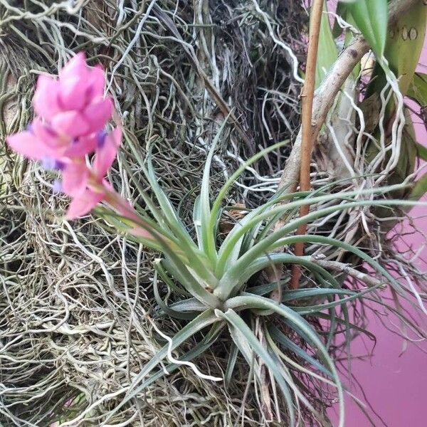 Tillandsia stricta Blomst