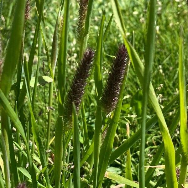 Phleum alpinum Ліст