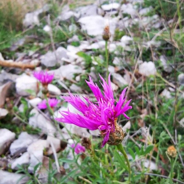 Centaurea napifolia Blomst