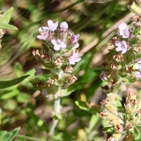 Thymus pannonicus Flower