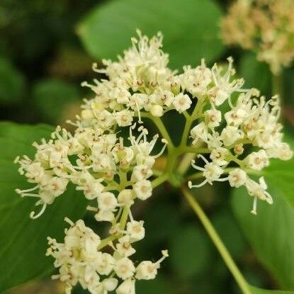 Cornus alternifolia Kvet