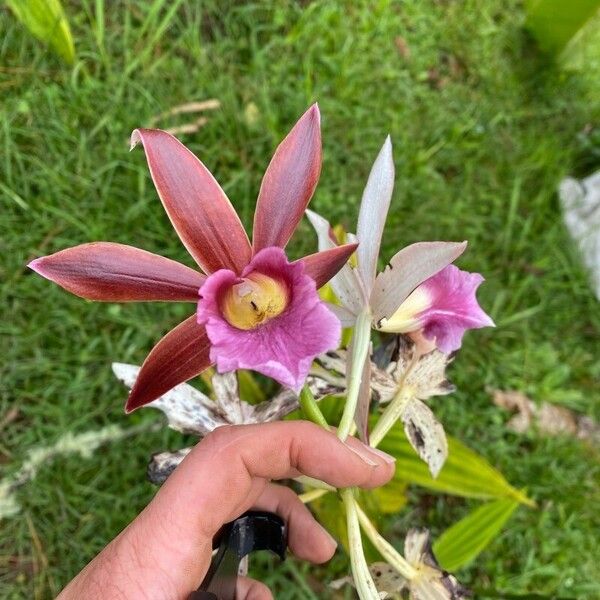 Calanthe tankervilleae ᱵᱟᱦᱟ