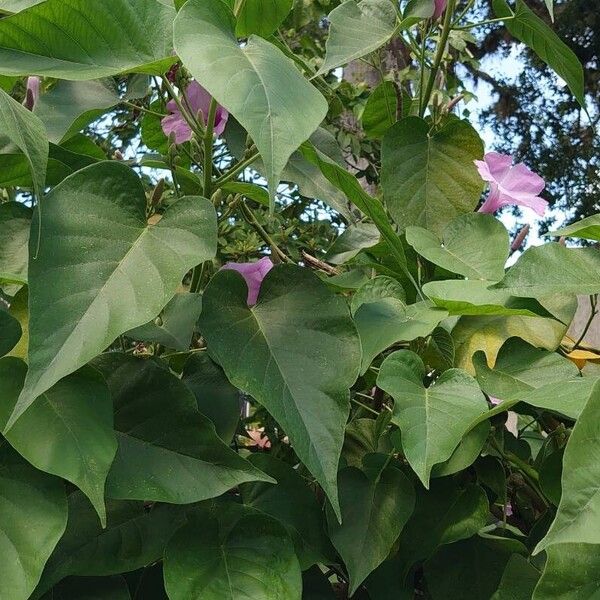 Ipomoea carnea ᱥᱟᱠᱟᱢ