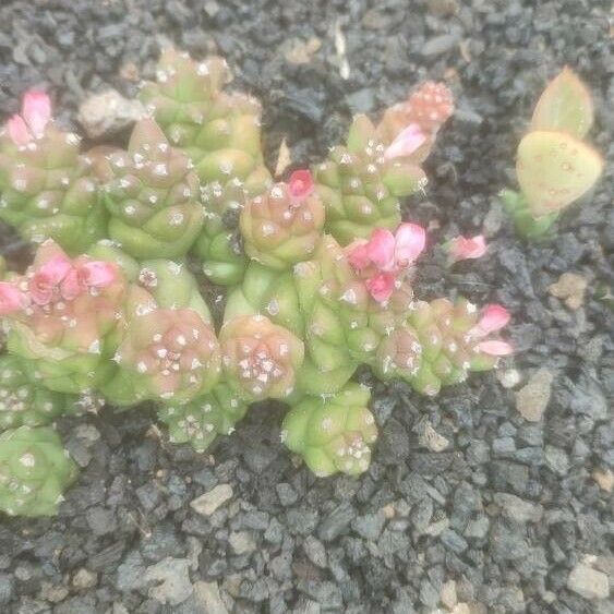 Euphorbia ritchiei Flower