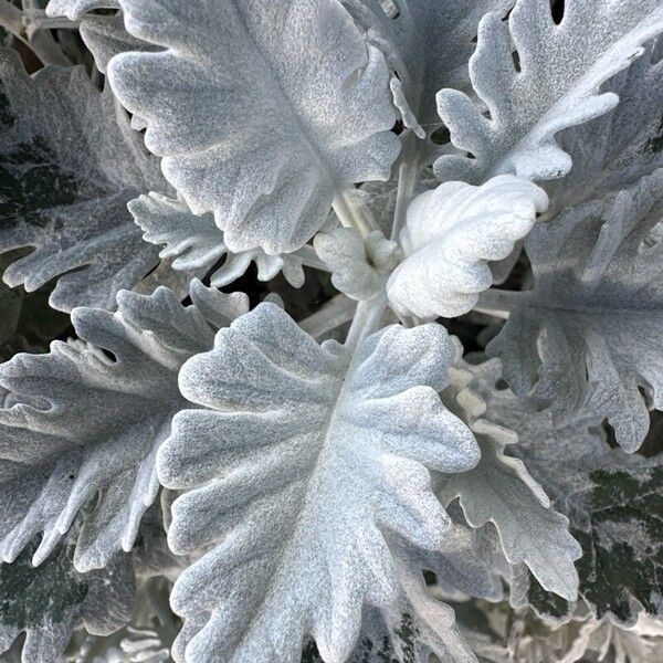 Artemisia stelleriana पत्ता