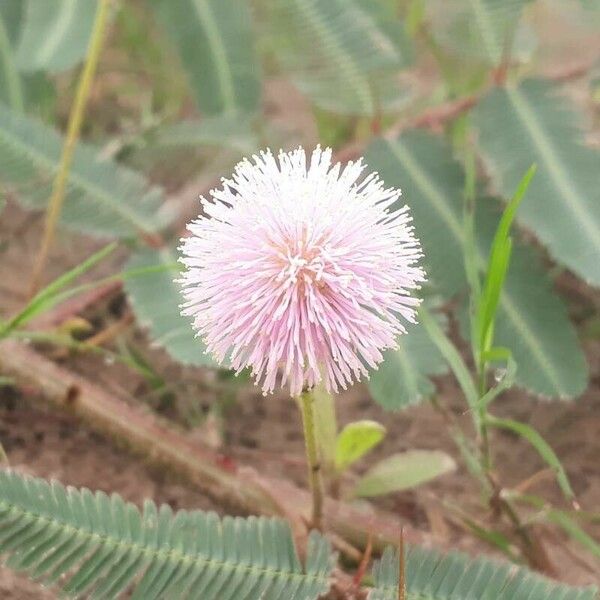 Mimosa pudica Цветок