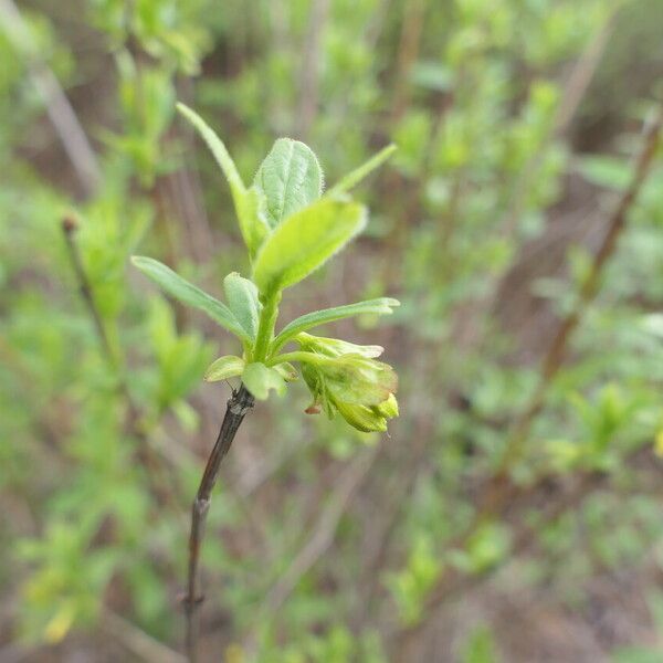 Lonicera involucrata Lapas