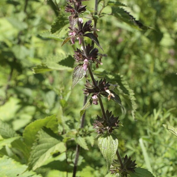 Stachys alpina പുഷ്പം