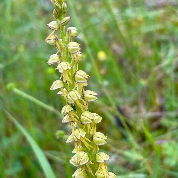 Orchis anthropophora Кветка