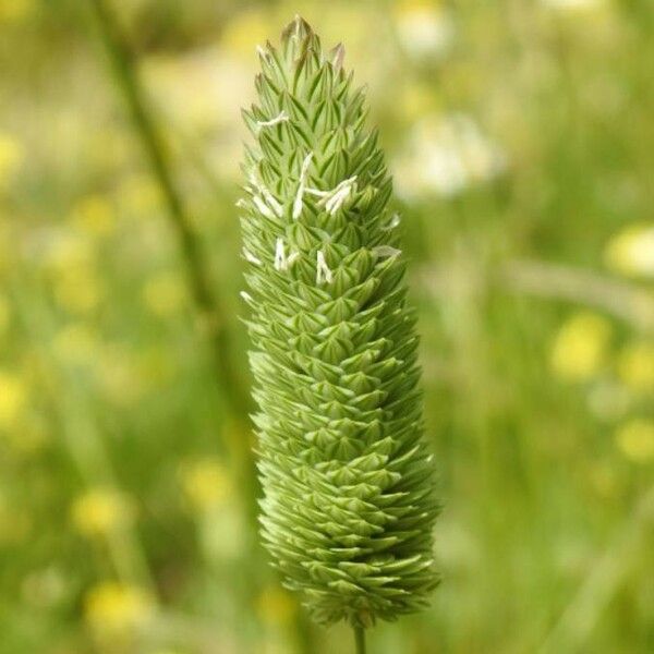 Phalaris minor Flower