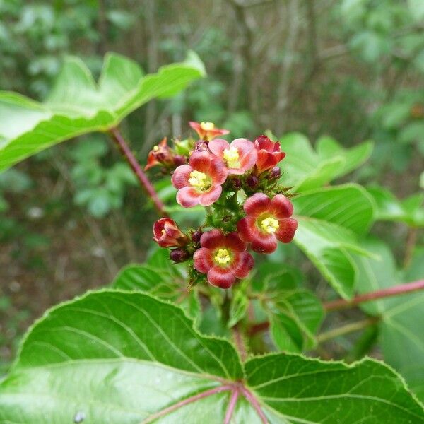 Jatropha gossypiifolia Flors