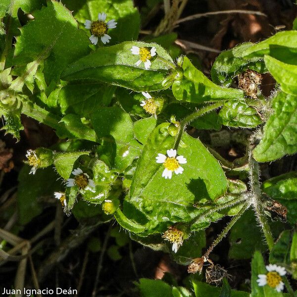 Galinsoga quadriradiata Blüte