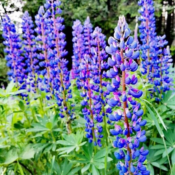 Lupinus perennis Blomma