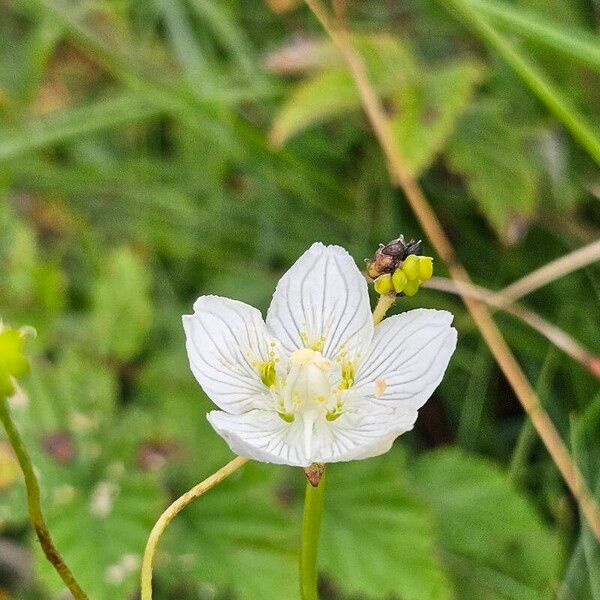 Parnassia palustris Lorea