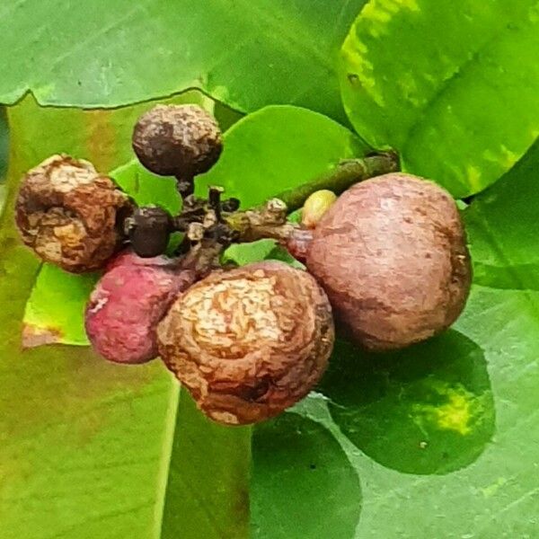 Syzygium polyanthum Fruit