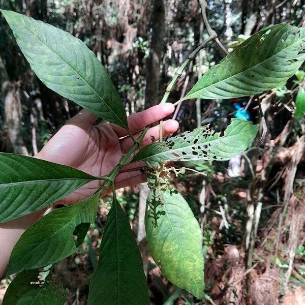 Psychotria nervosa Frunză