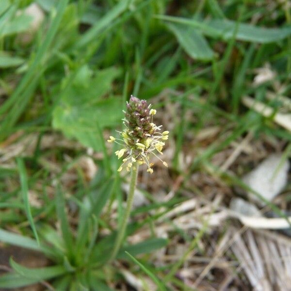 Plantago alpina Flower