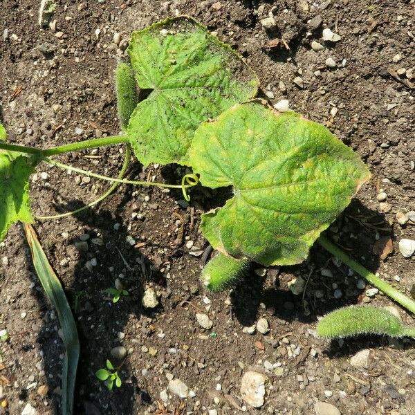 Cucumis sativus 形態