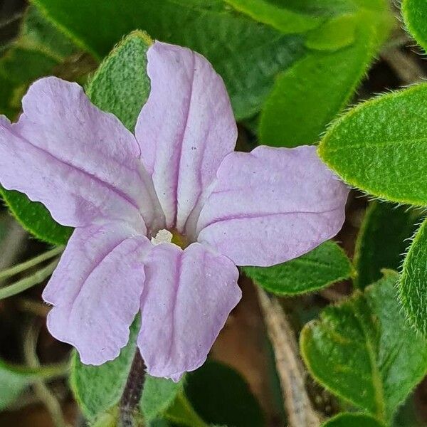 Ruellia prostrata Flor