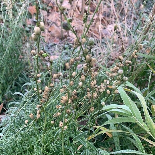 Linaria vulgaris Deilen