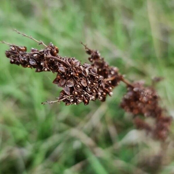 Rumex crispus Plod