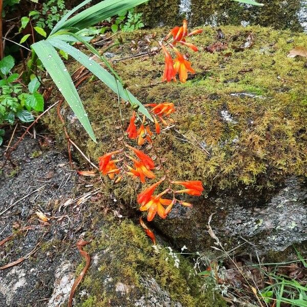 Crocosmia x crocosmiiflora Цвят