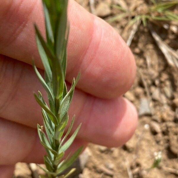 Linum strictum 葉