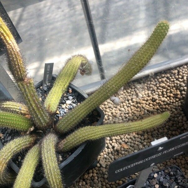 Cleistocactus smaragdiflorus 葉